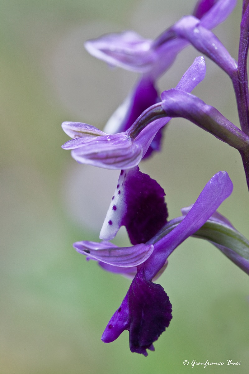 anacamptis longicornu 1