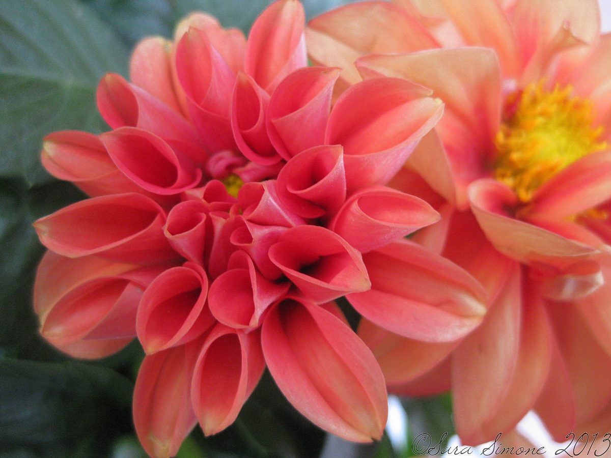 Dahlias