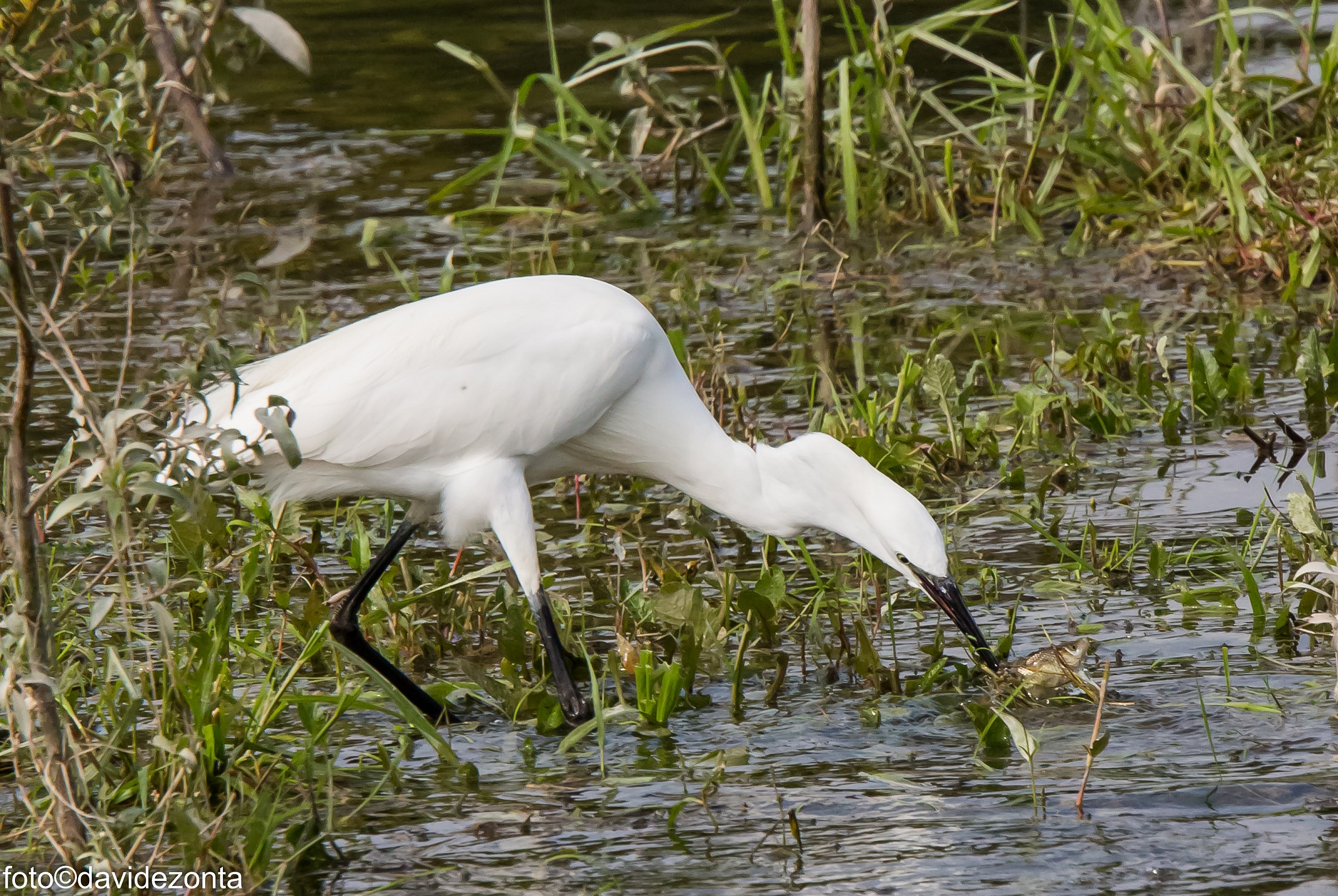 hello hello little fish ...