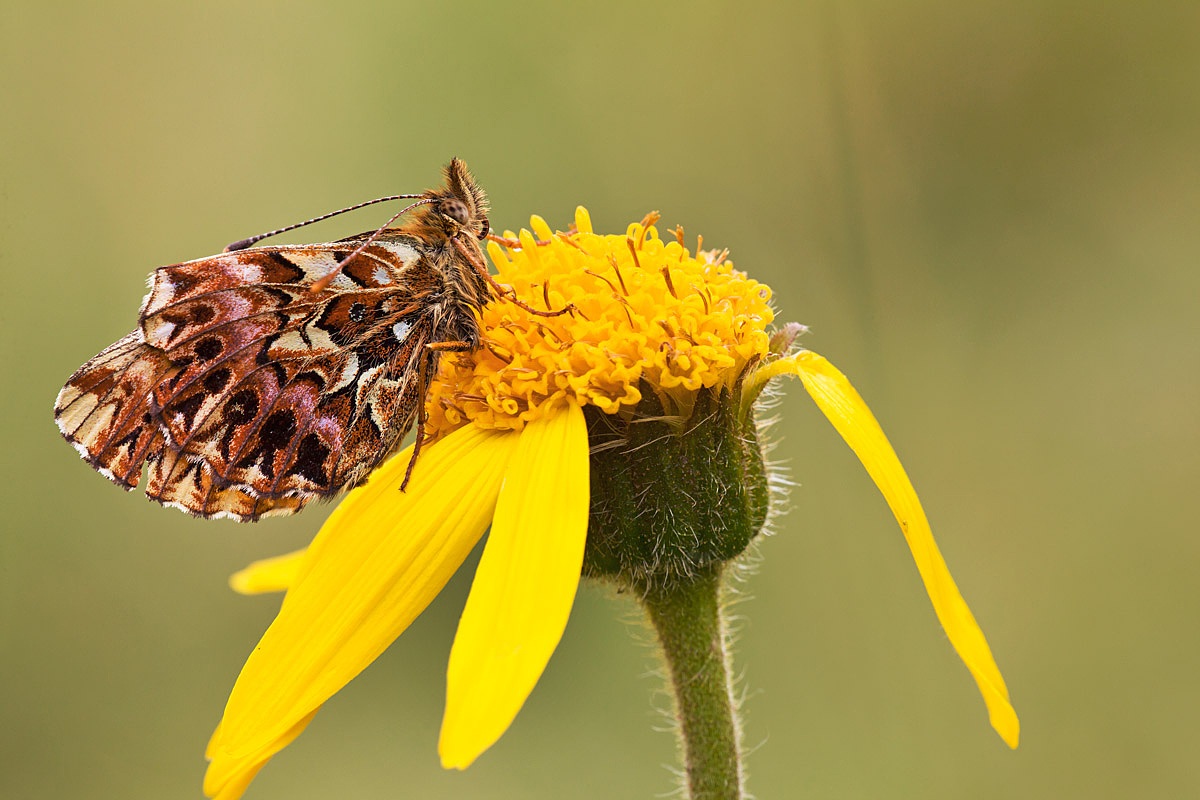 Boloria Titania