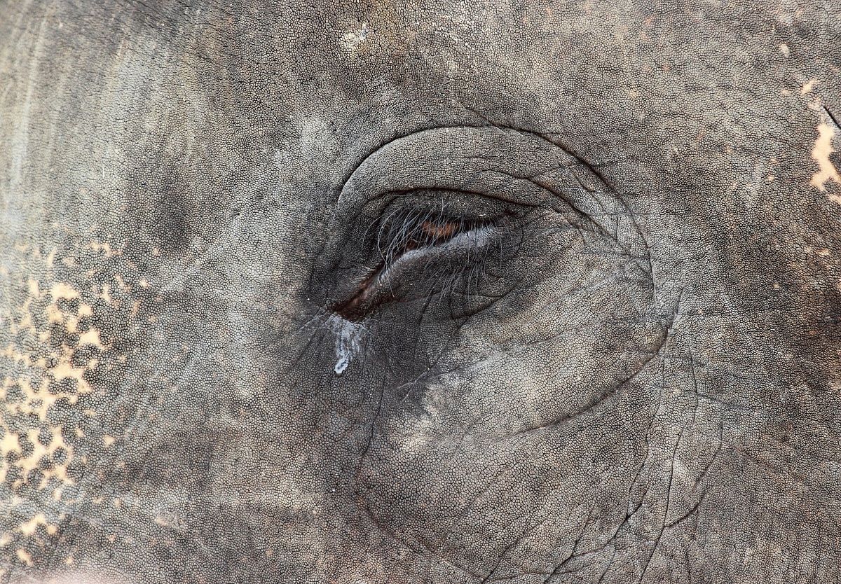 La sofferenza della cattività