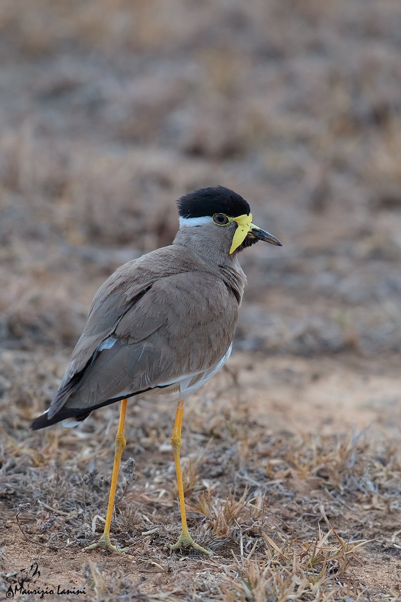 Pavoncella indiana dai bargigli gialli