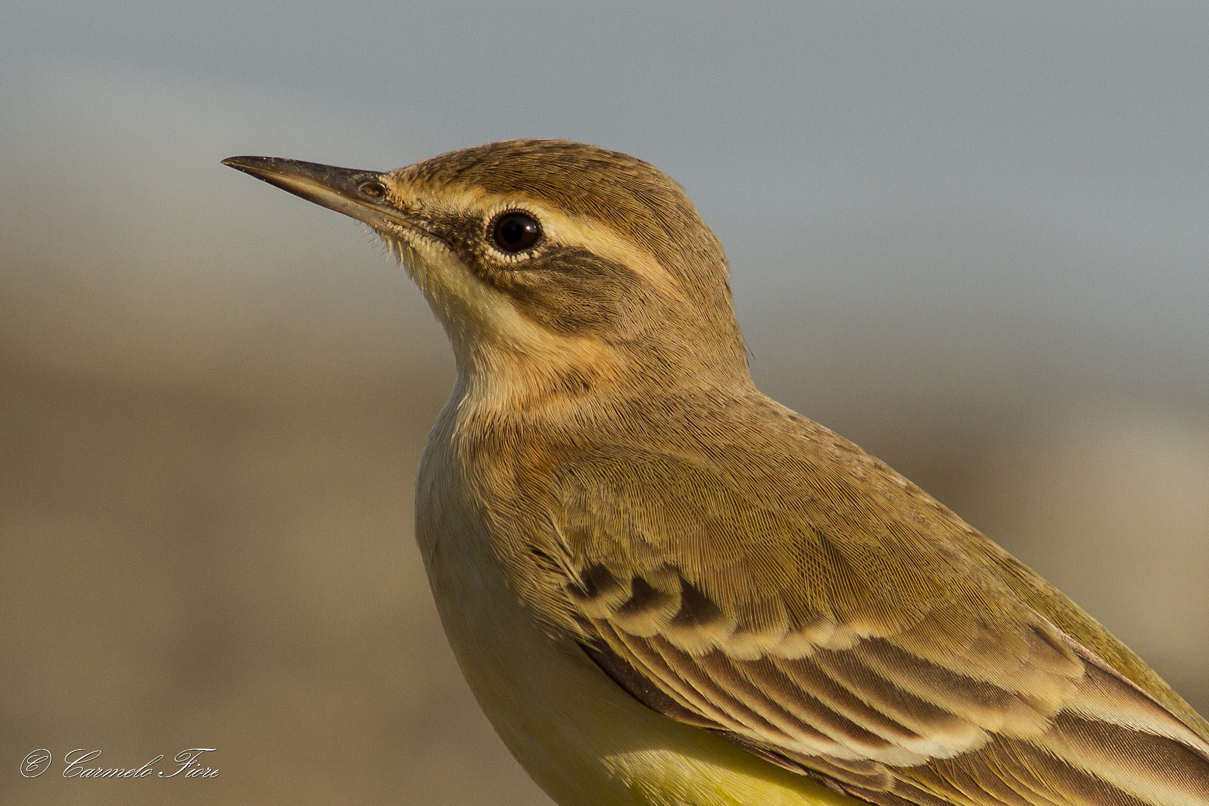 wagtail portrait