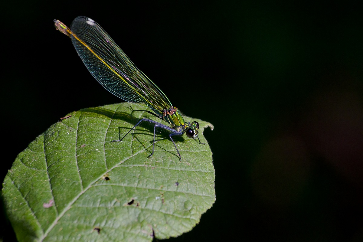 Libellula