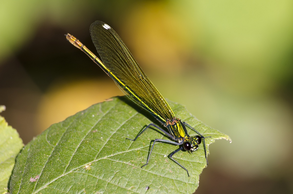 Libellula