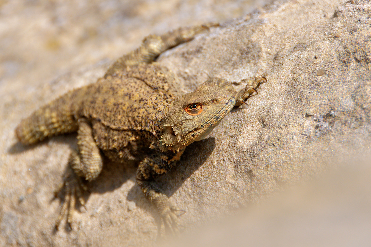 Agama ... caucasica (?) con coda mozza