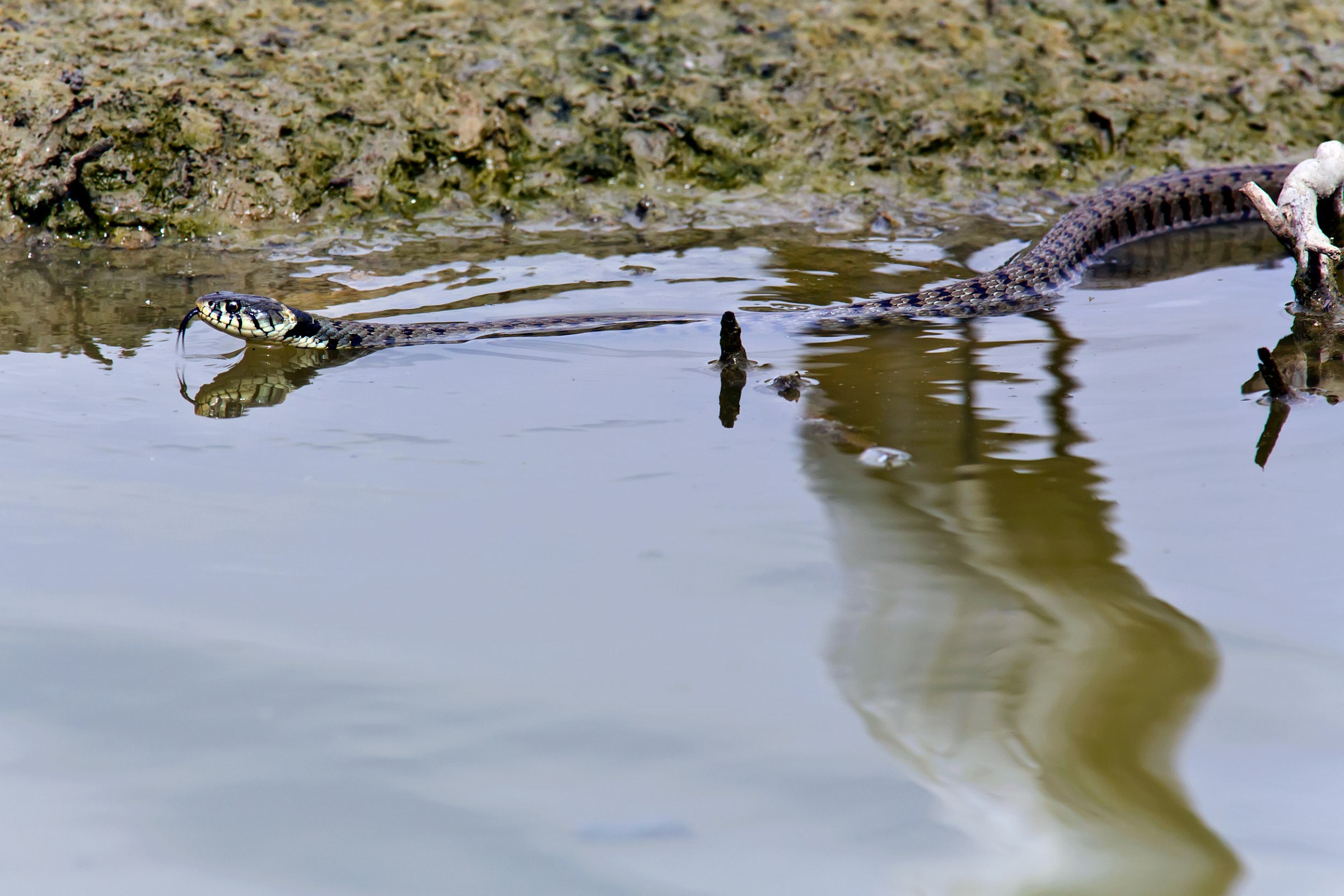 The grass snake and the little egret