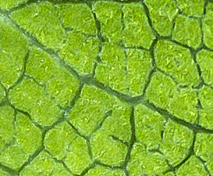 Ingrandimento Nervature di una foglia