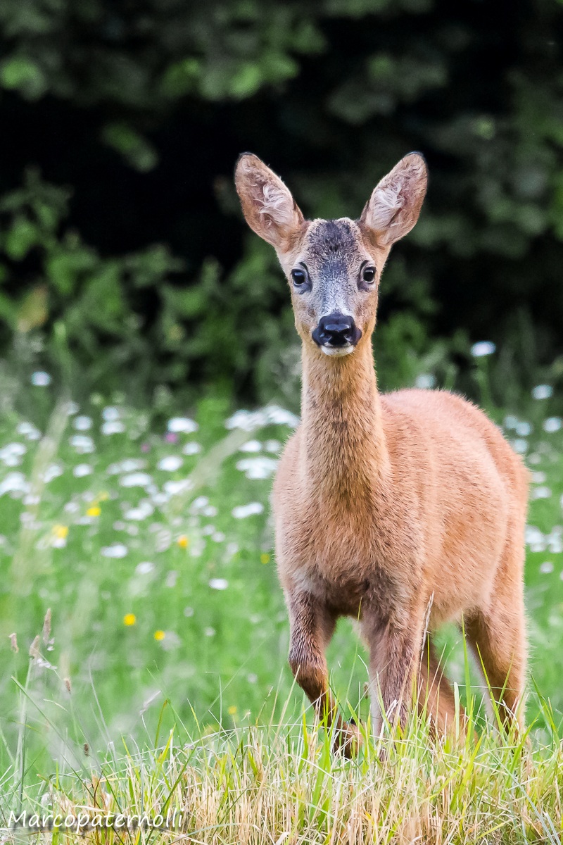 female roe deer