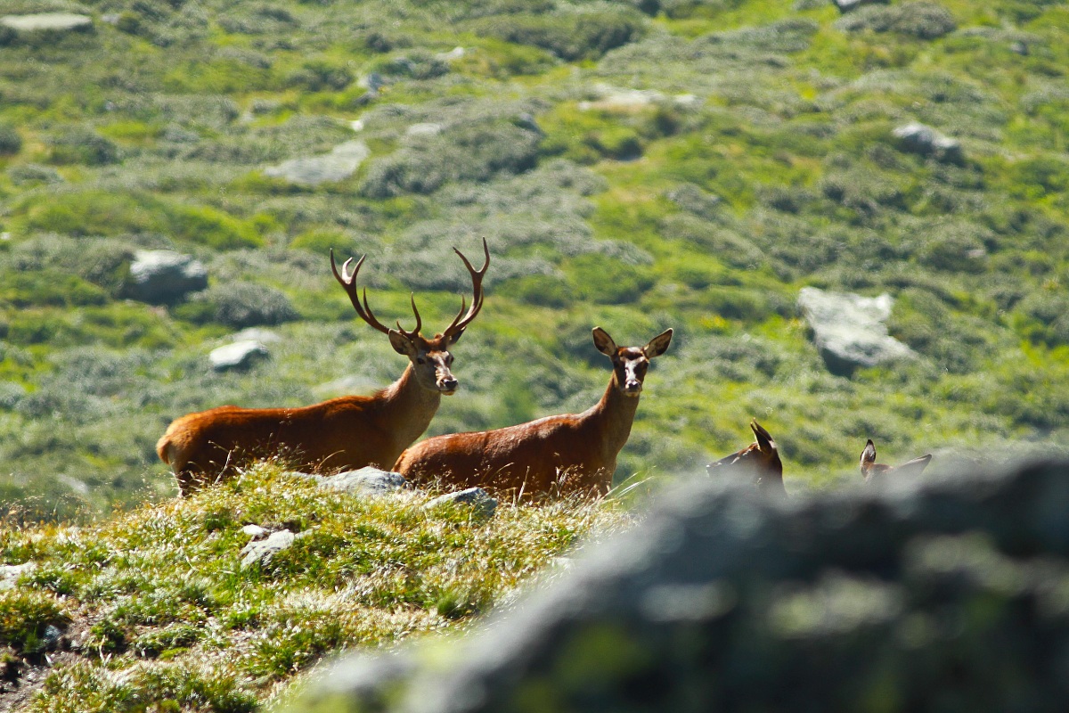 Matterhorn Matterhorn
