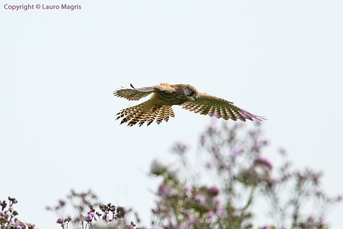 Gheppio a pochi metri dal suolo
