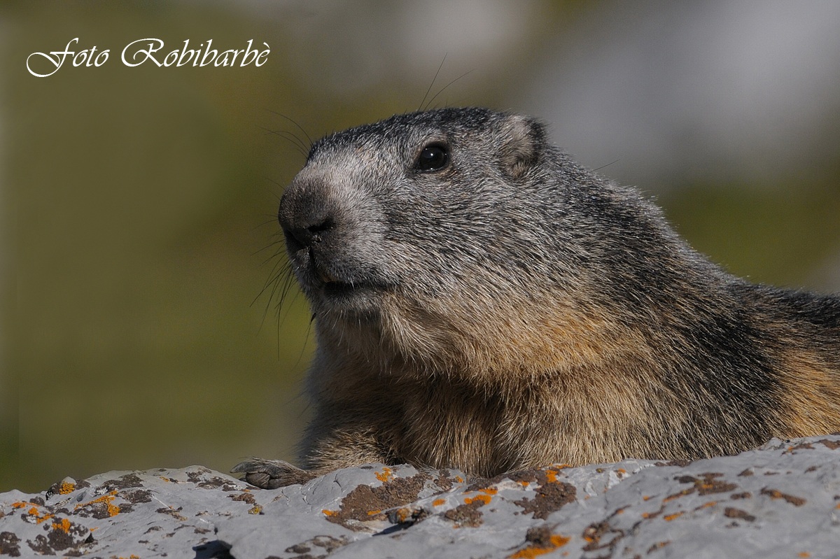 Marmotta... primo piano...