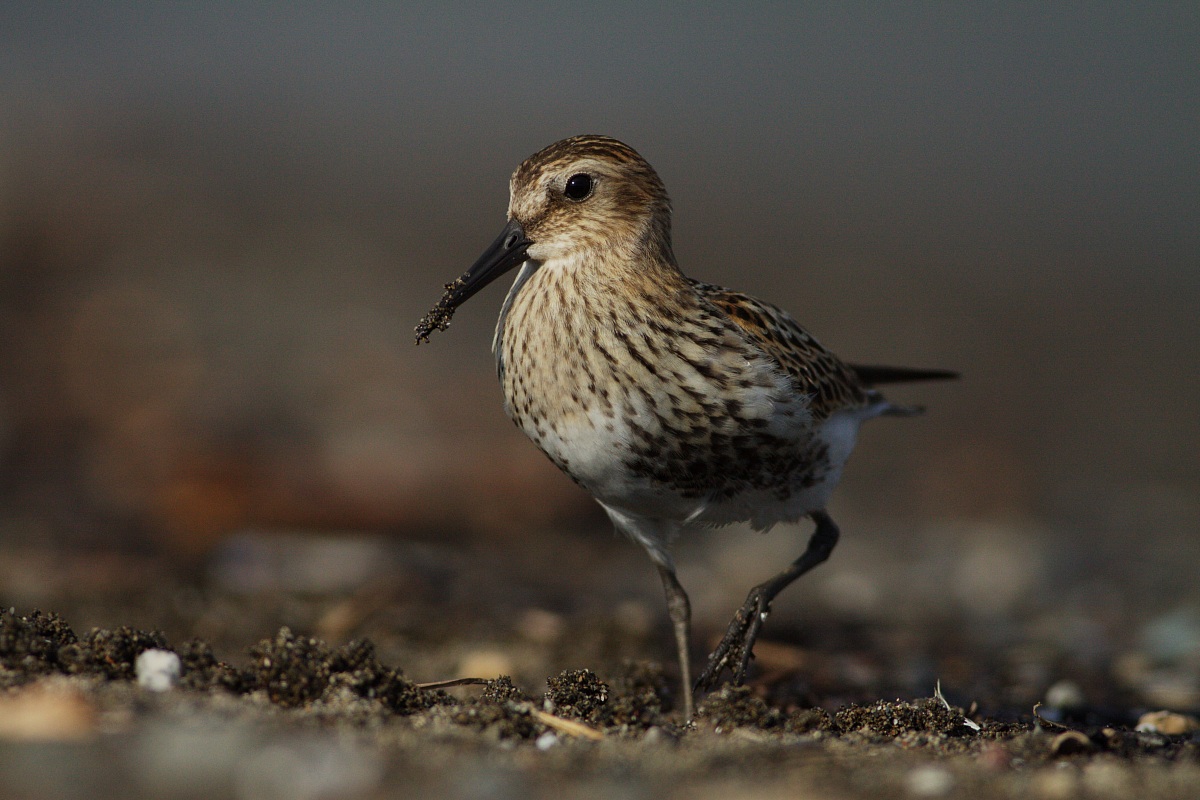 Piovanello pancianera