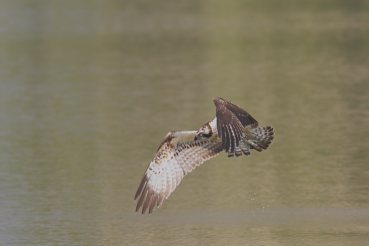 Falco pescatore bresciano 2