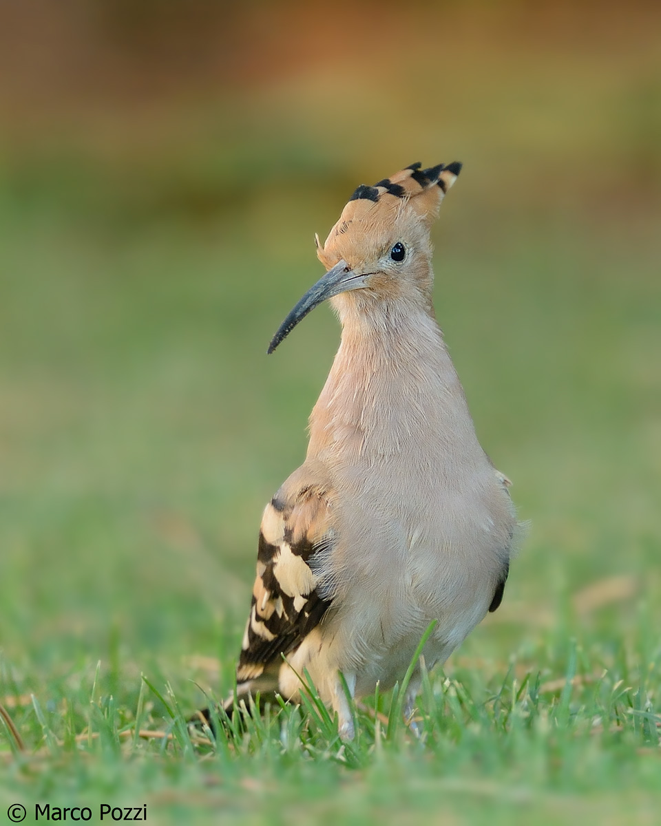 Hoopoe on the march