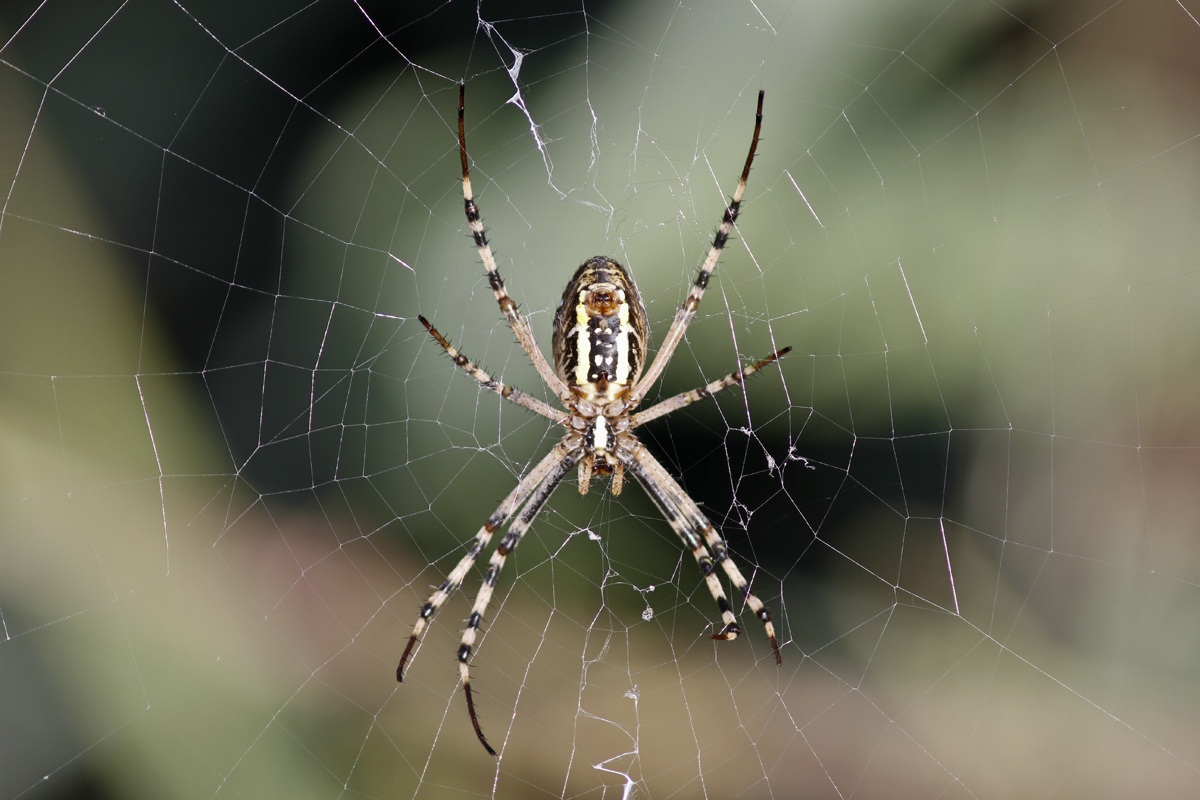 Ragno Argiope