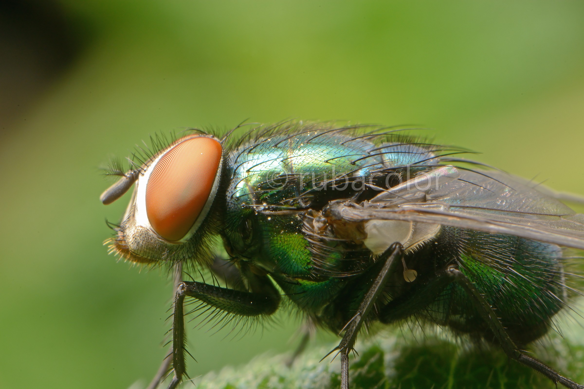 The hairs of the fly