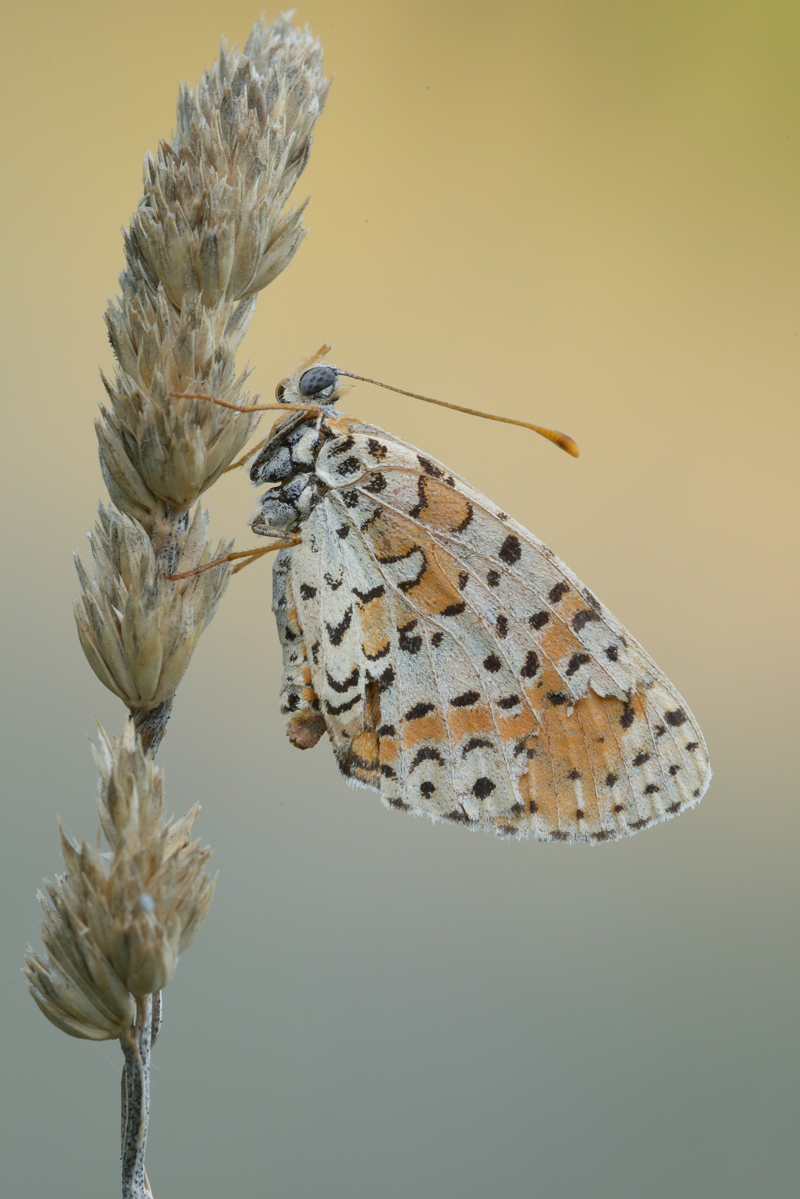 Melitaea