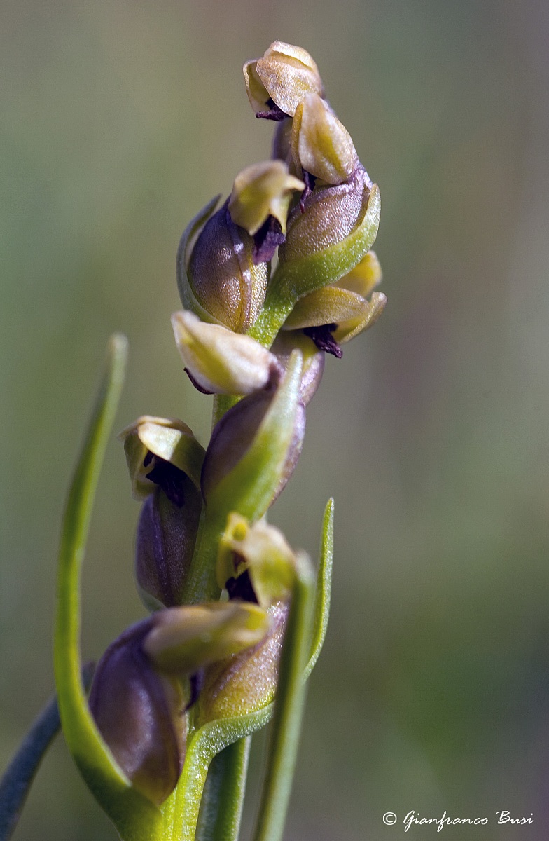 chamorchis alpina 2
