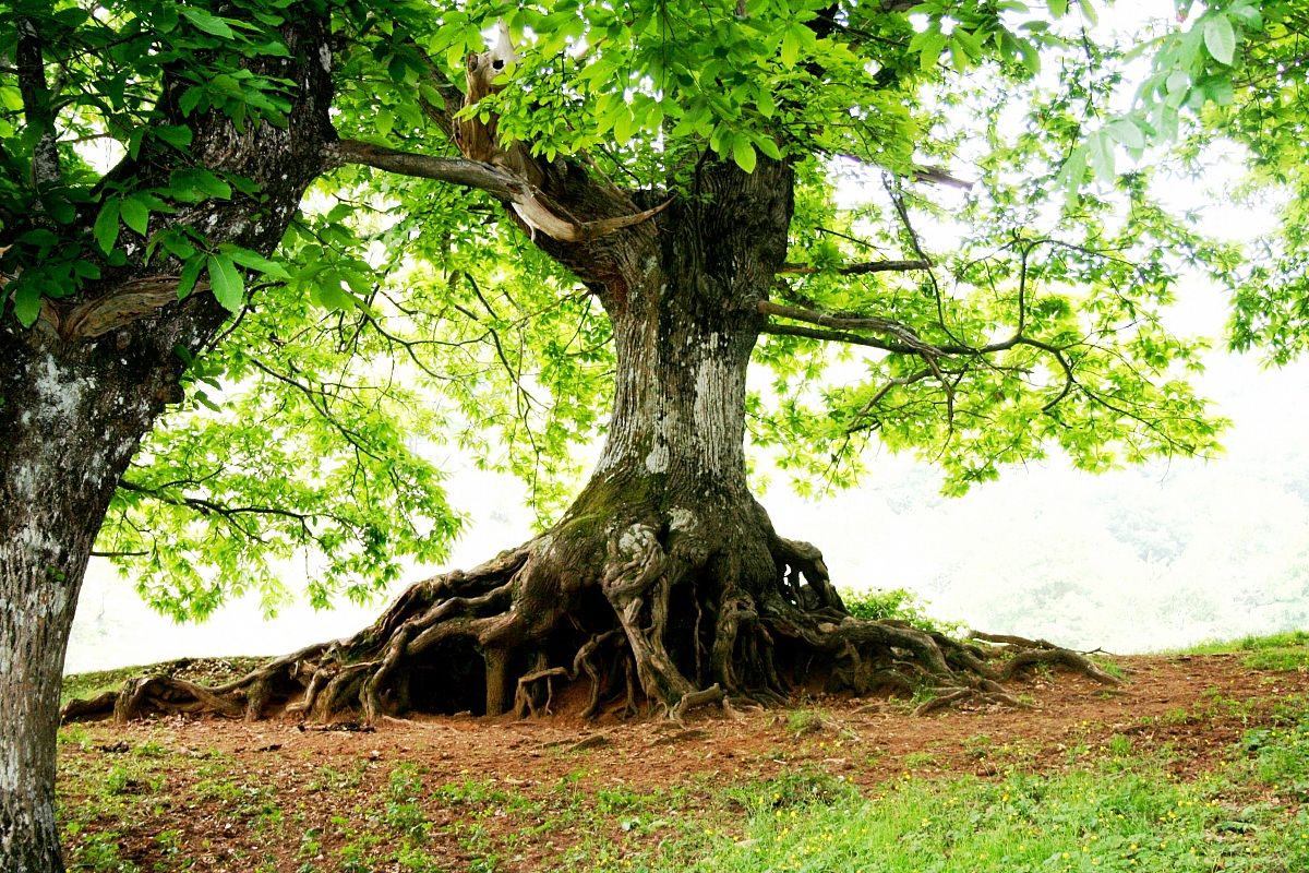 Radici ,albero di castagno secolare