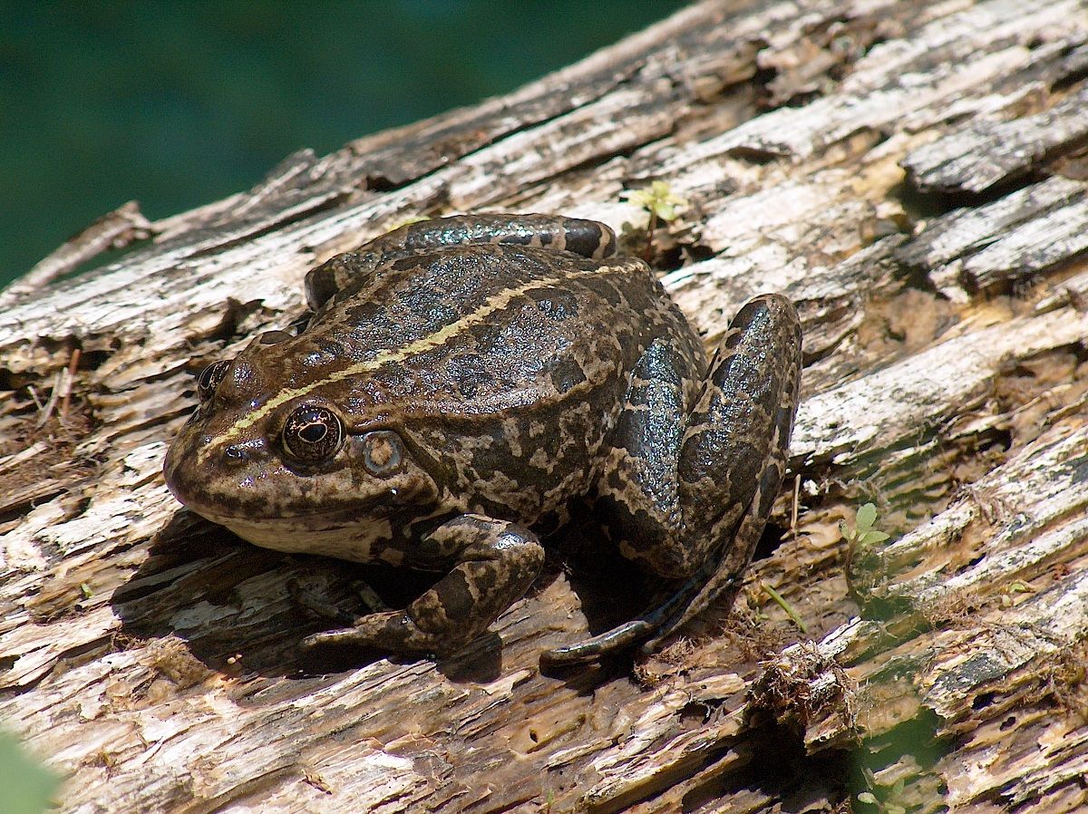 Frog in the gorges of the Melfa