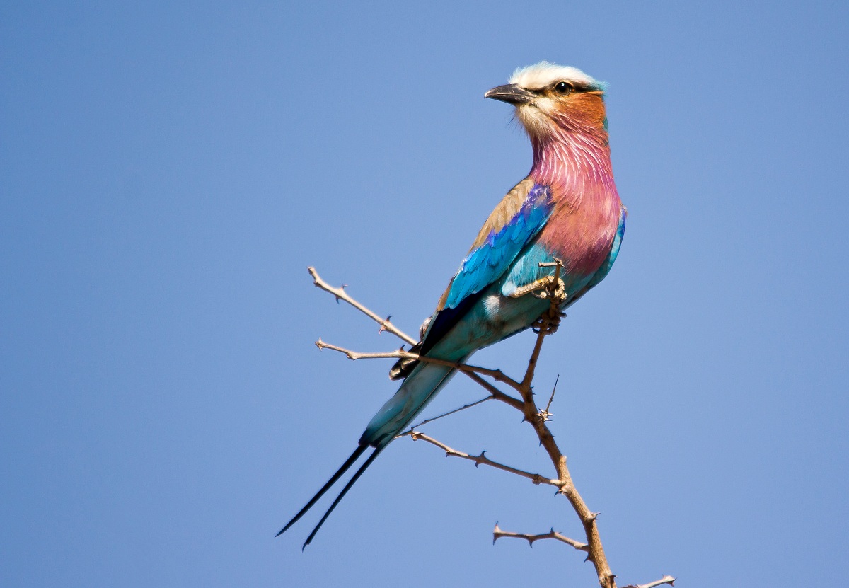 Lilac-breasted Roller