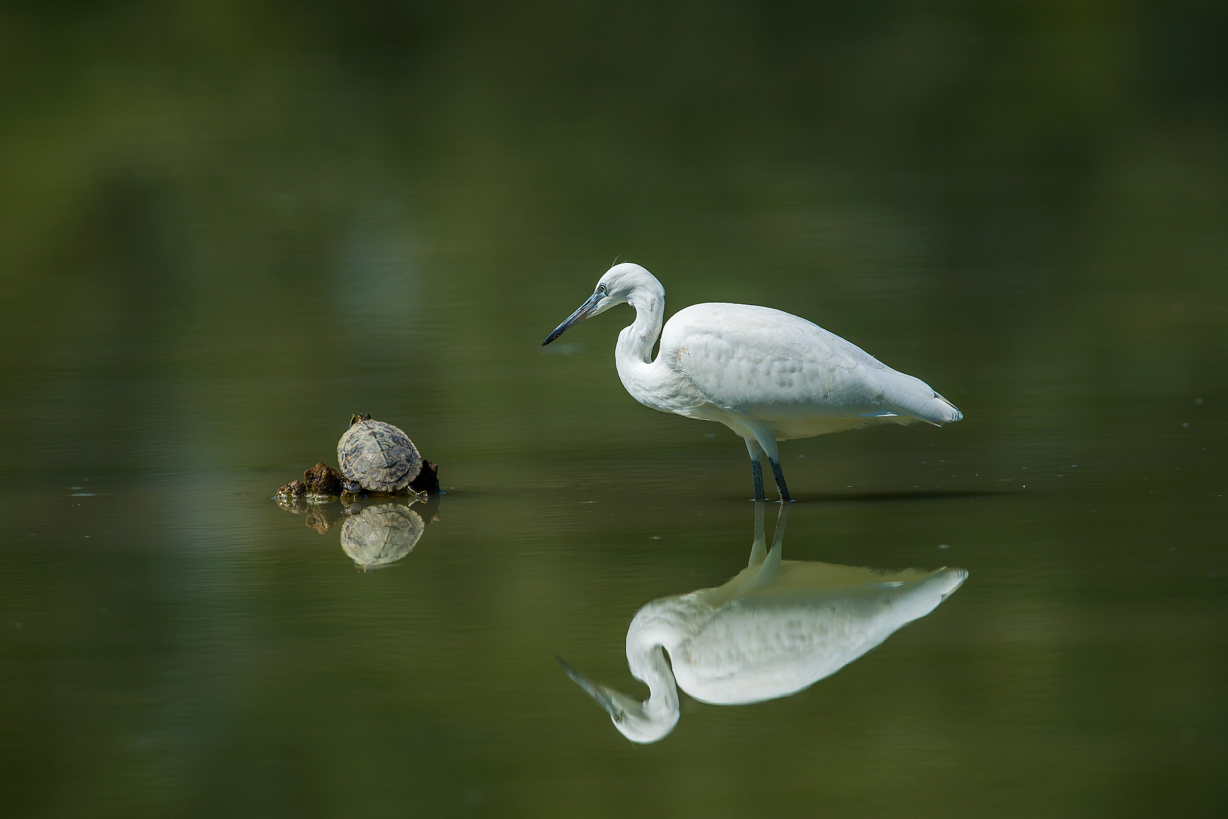 Quasi Quasi give him a peck .....