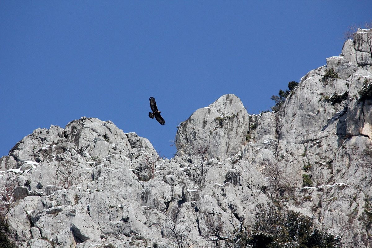 Golden Eagle on Mount Ricco-Gorges of the Melfa