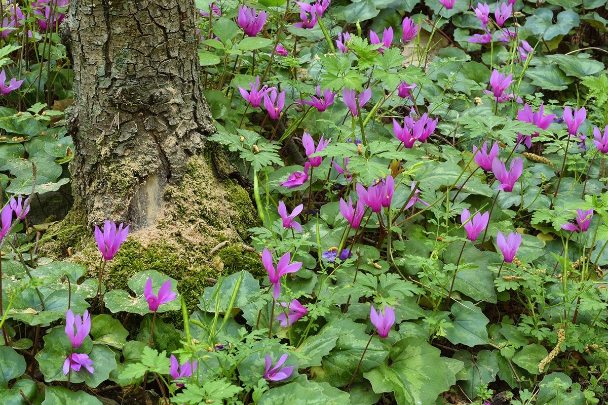 Cyclamen