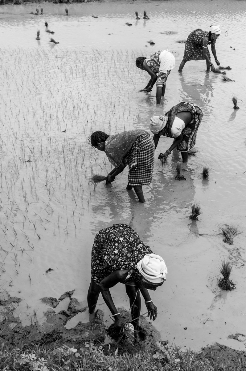 In the rice fields B & W