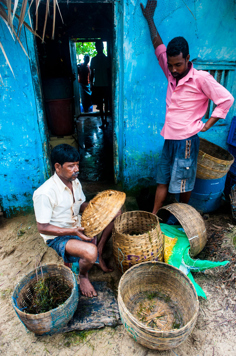 Baskets of crabs and shrimp off the coast of Satapada