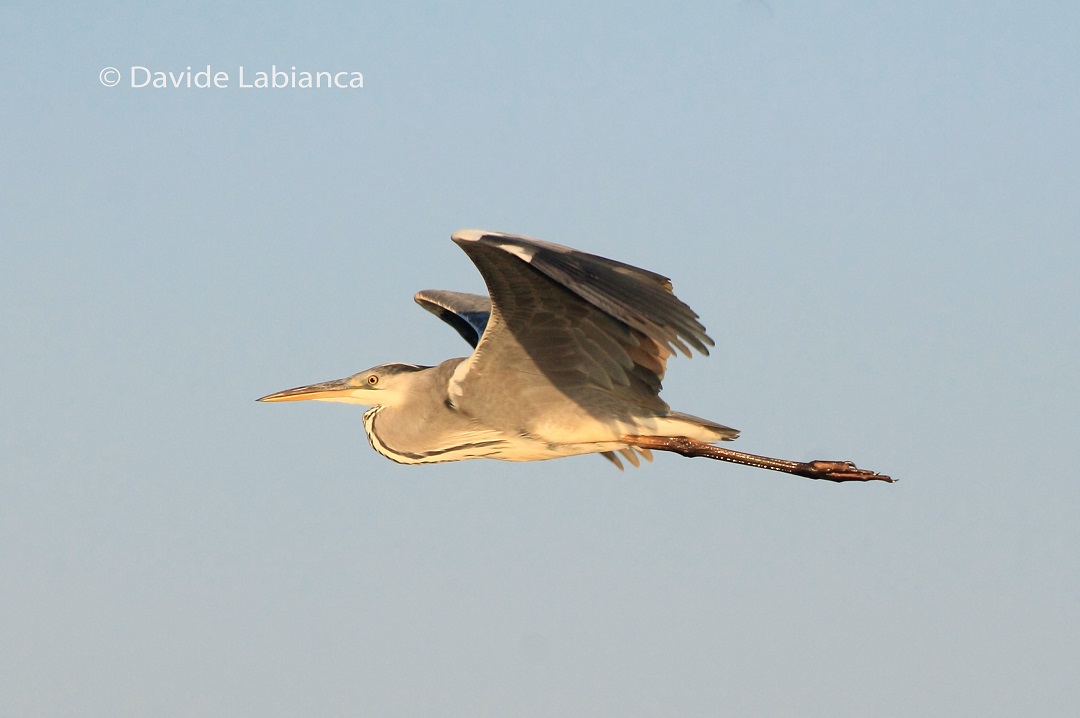 Heron in flight