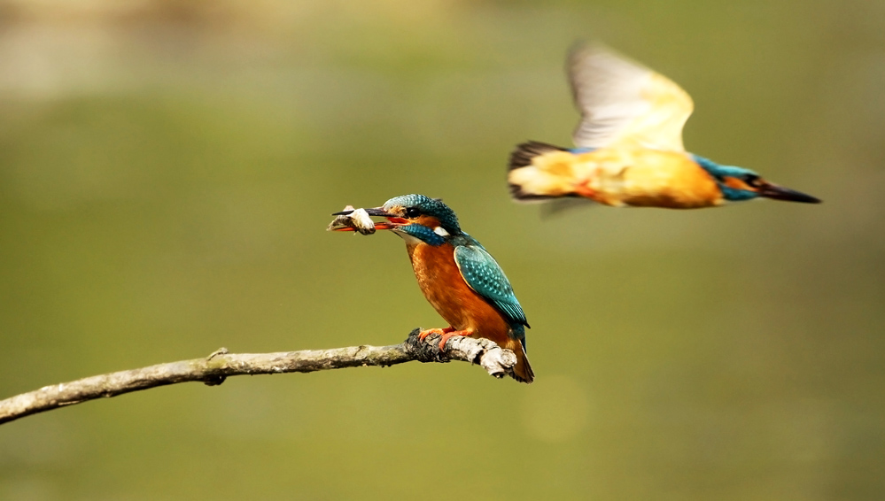 Kingfisher in courtship