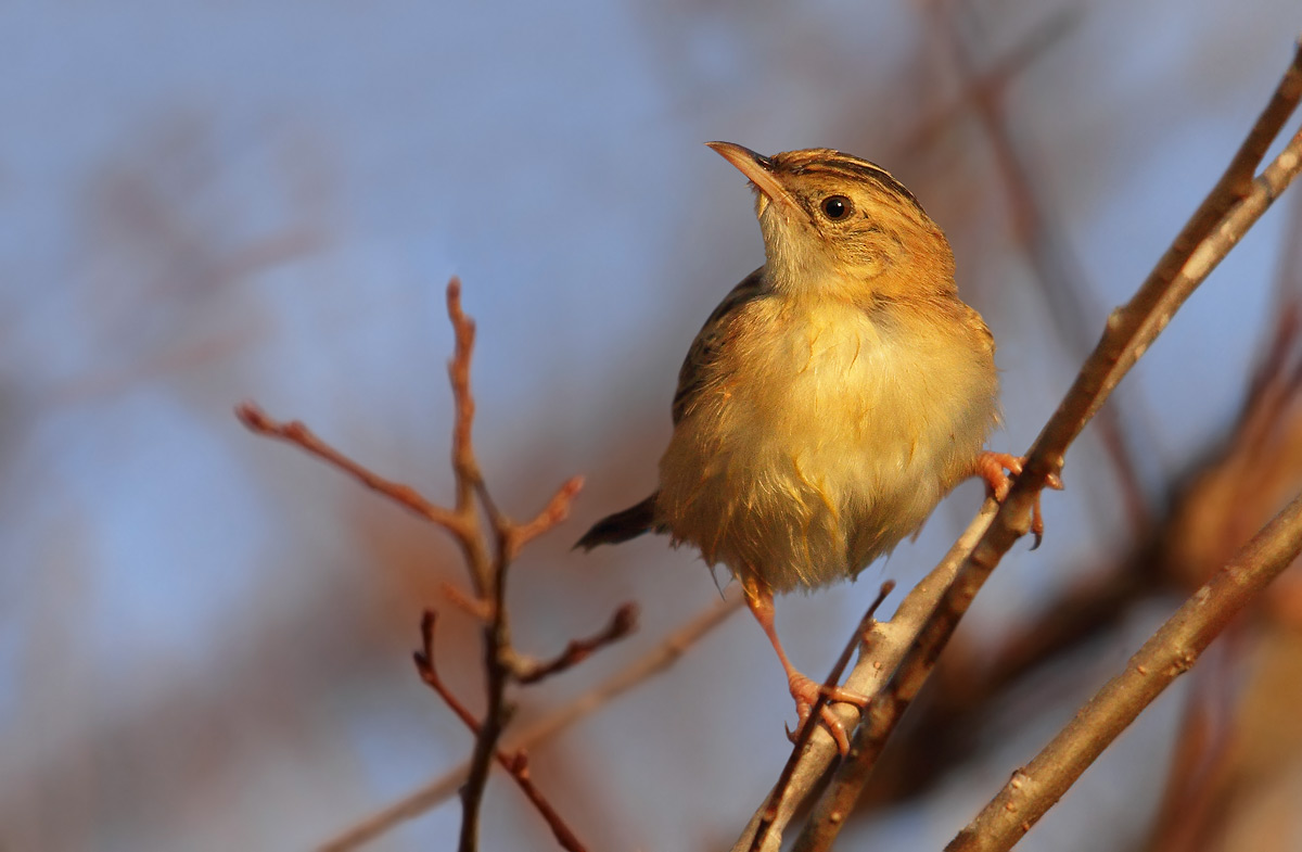 Zitting Cisticola