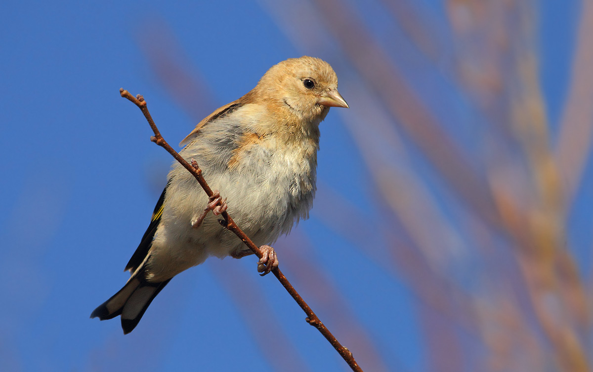 Young Goldfinch