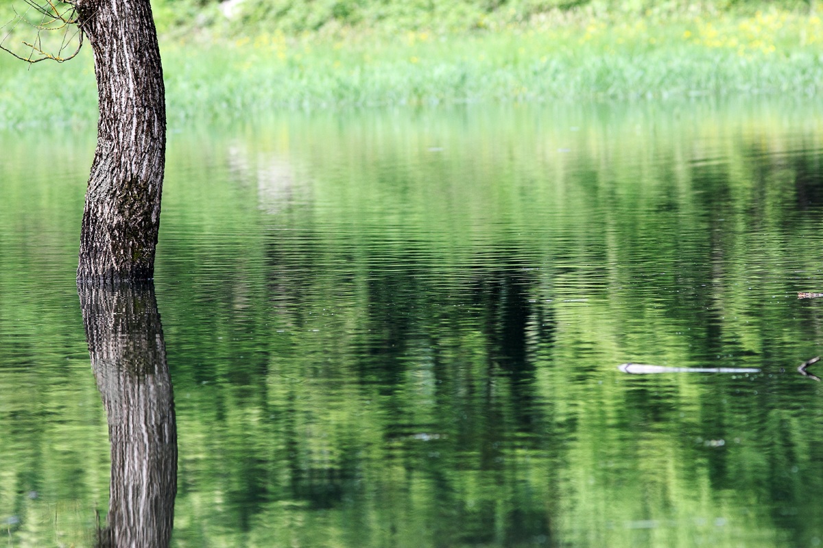 Reflection in the lake
