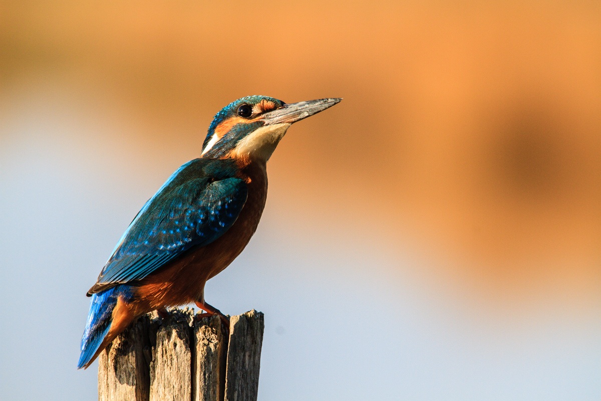 il mio primo martino...