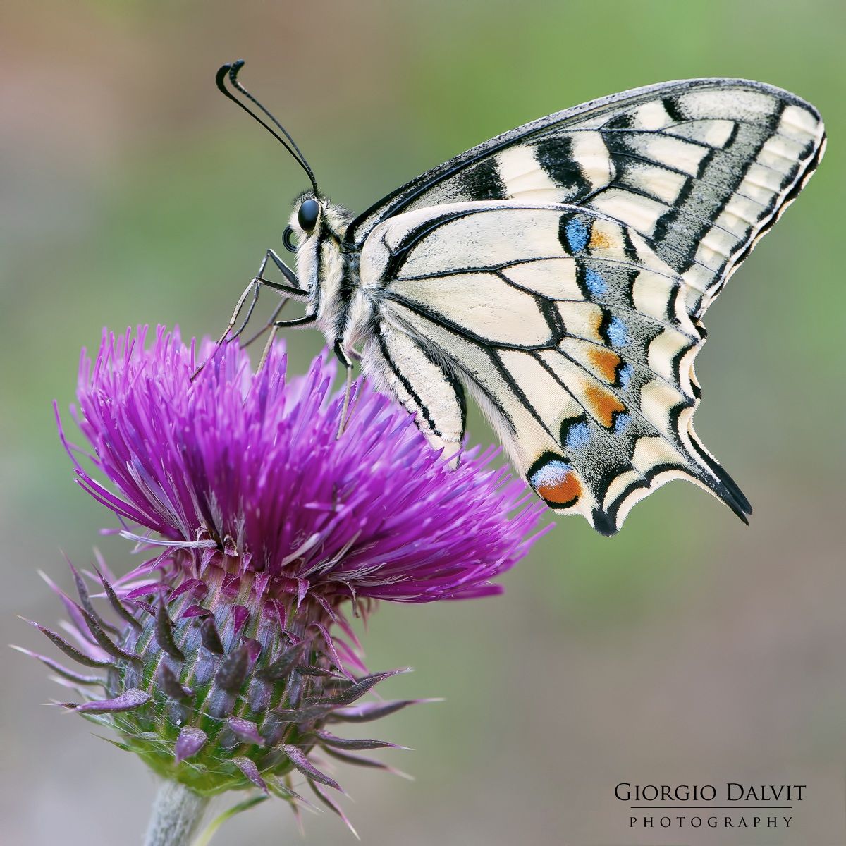 Papilio machaon ?Dalvit Giorgio
