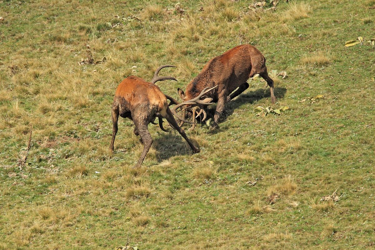 Cervi in combattimento 3