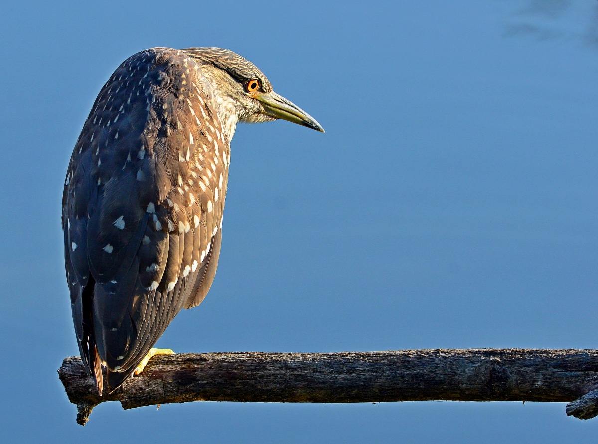 Da qui osservo meglio!
