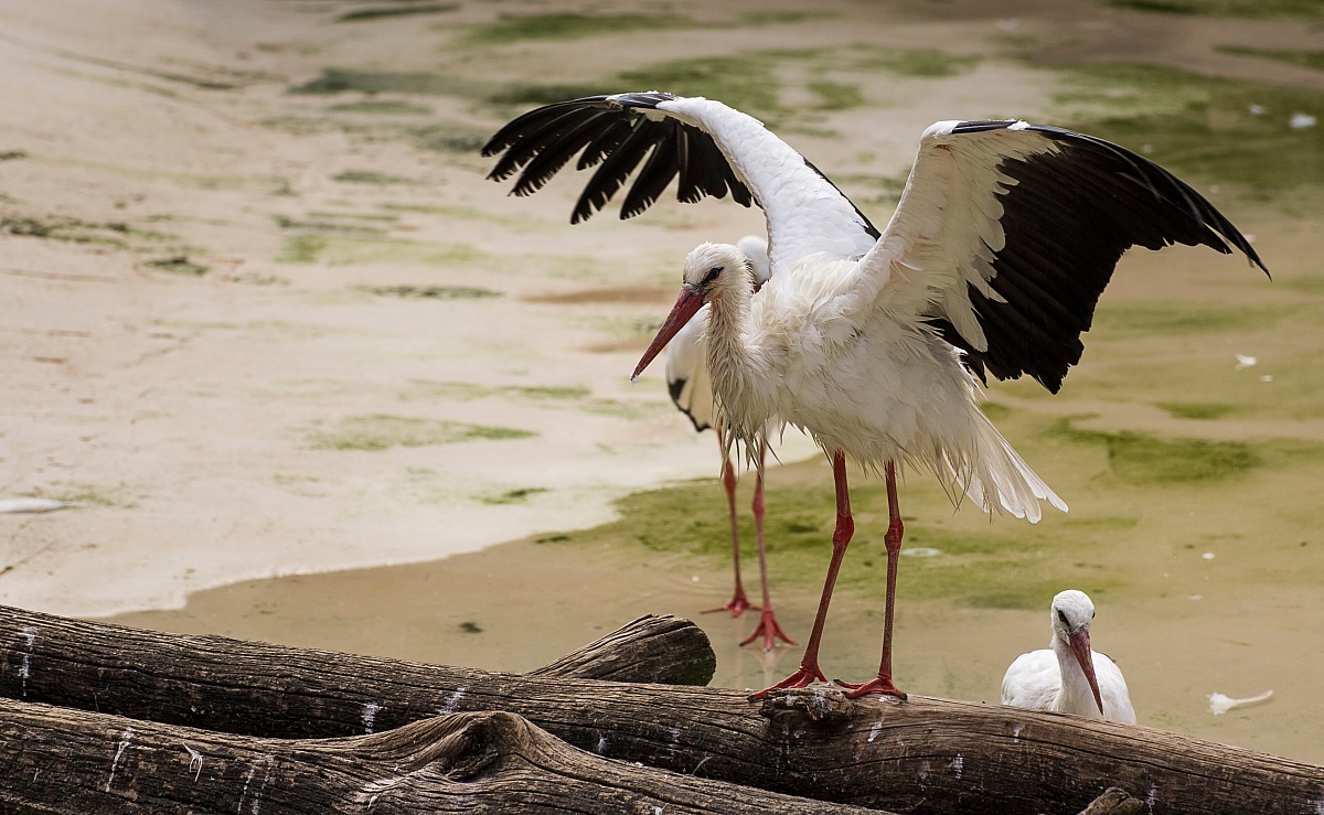 Stork