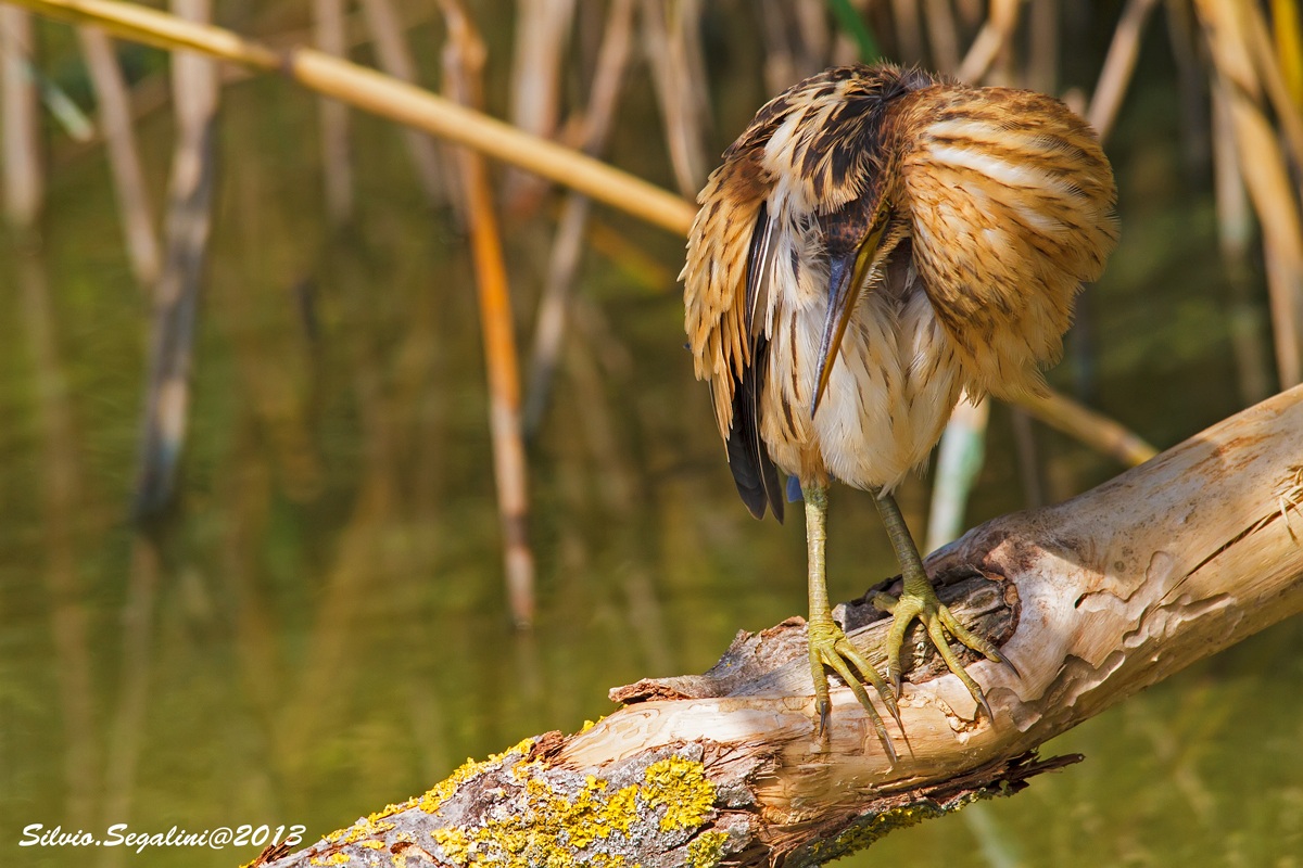 Mi vergogno.....non guadarmi