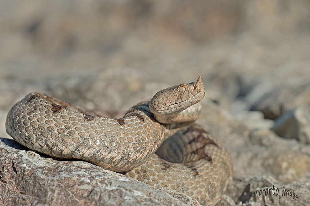 Vipera ammodytes