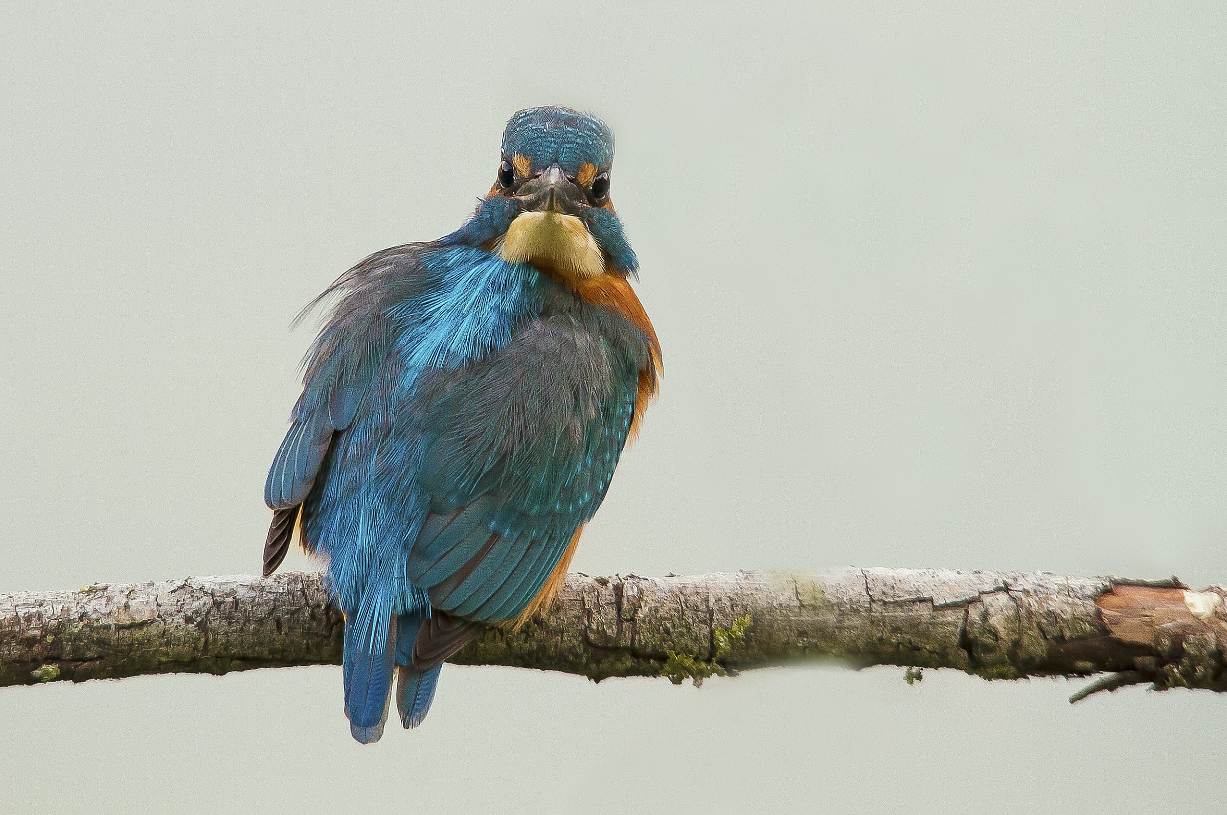Kingfisher contortionist.
