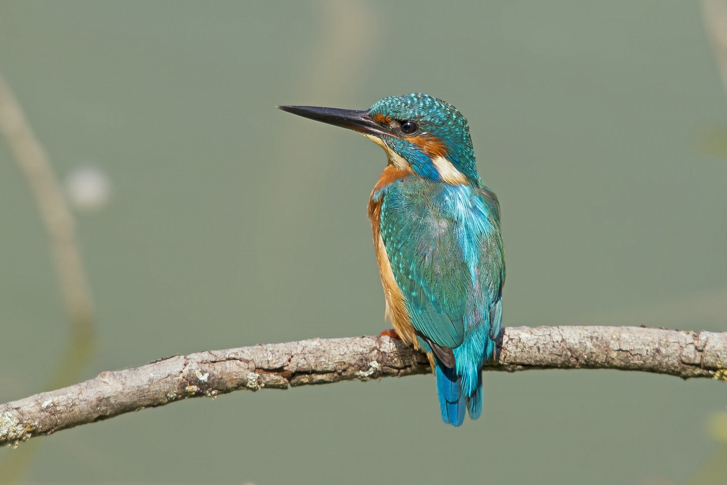 Kingfisher in Torrile.