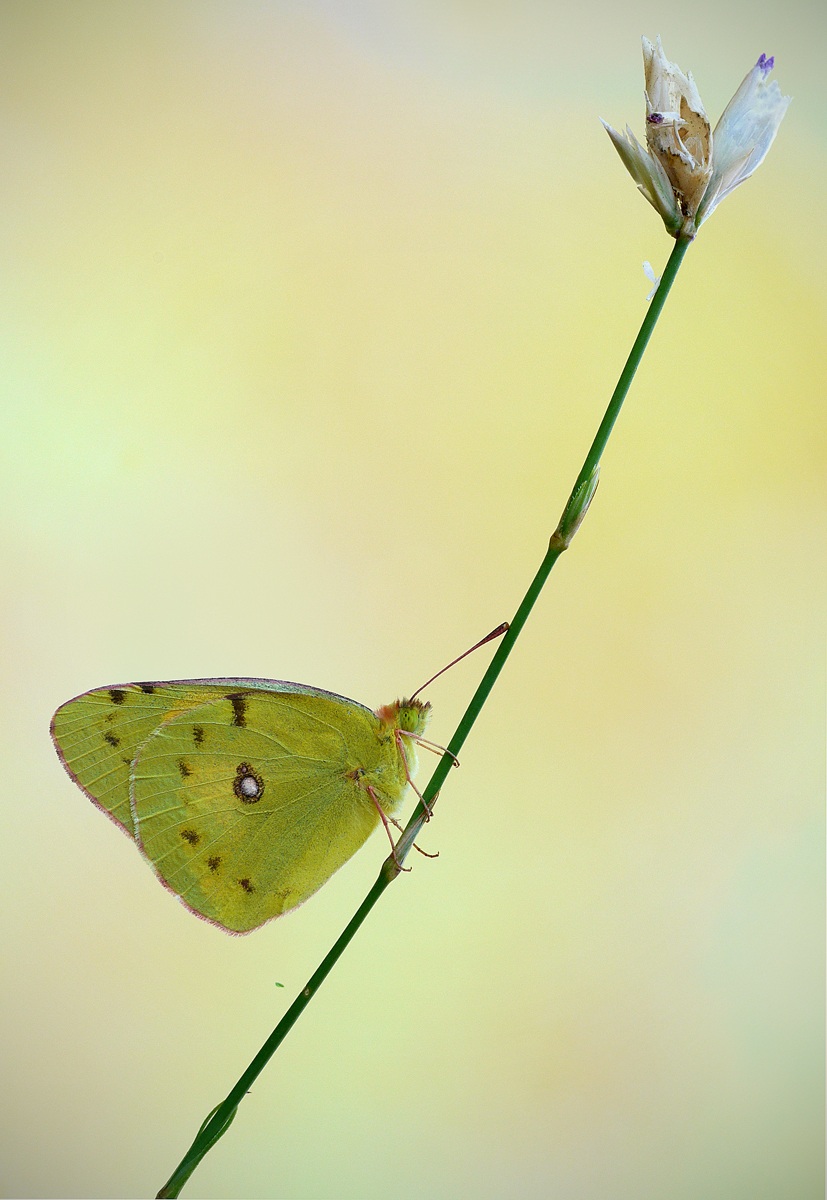 colias crocea