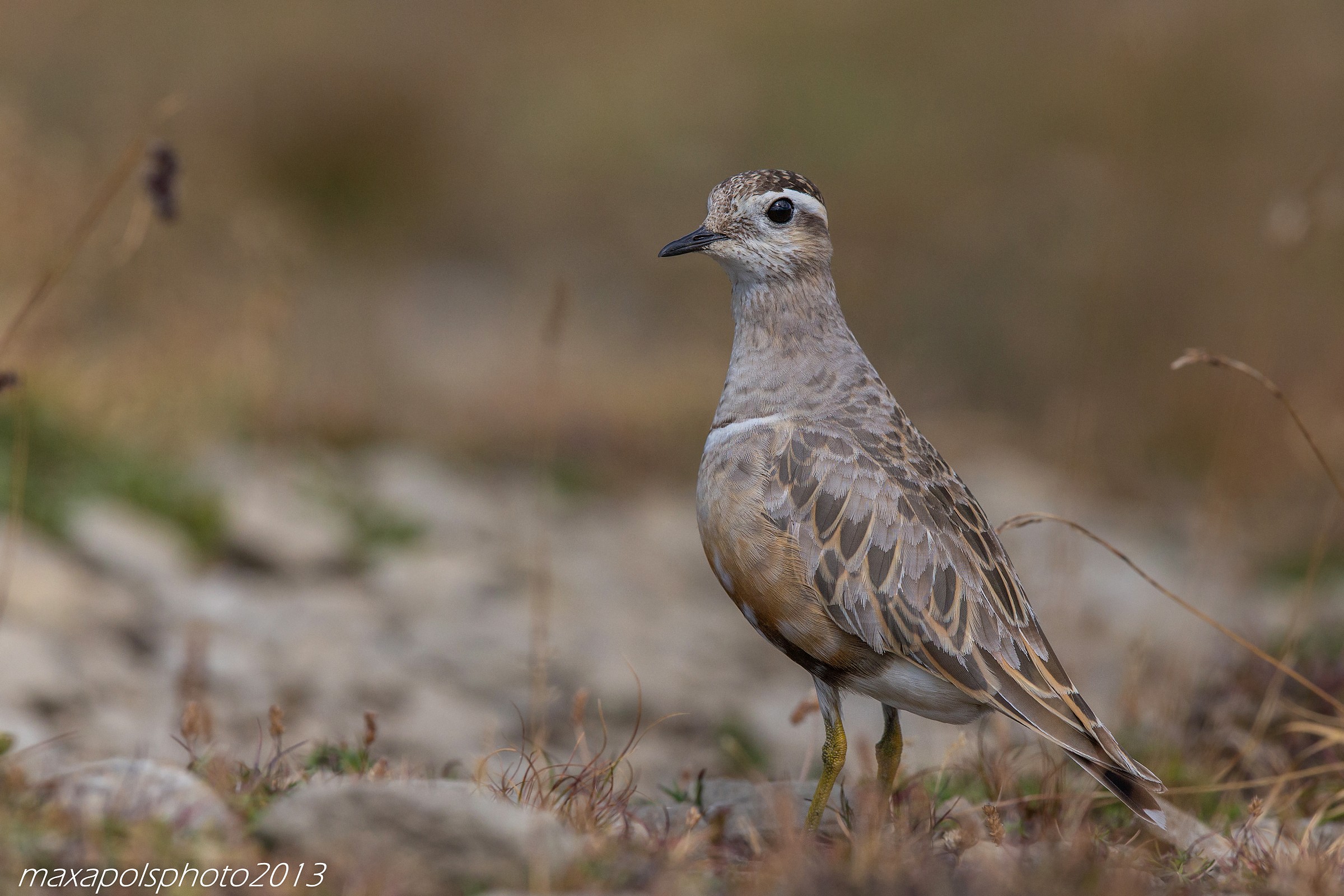piviere tortolino femmina..
