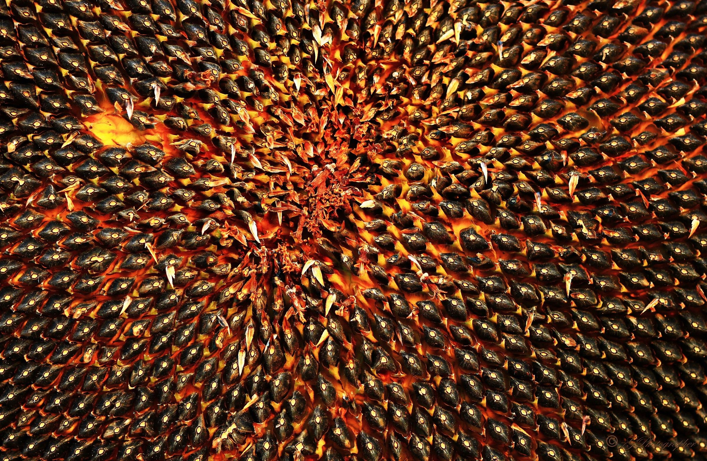 Who stole the jam ...