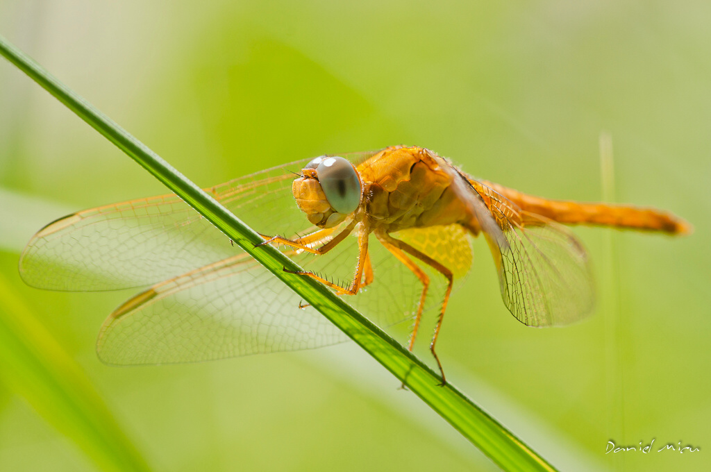 Dragonfly