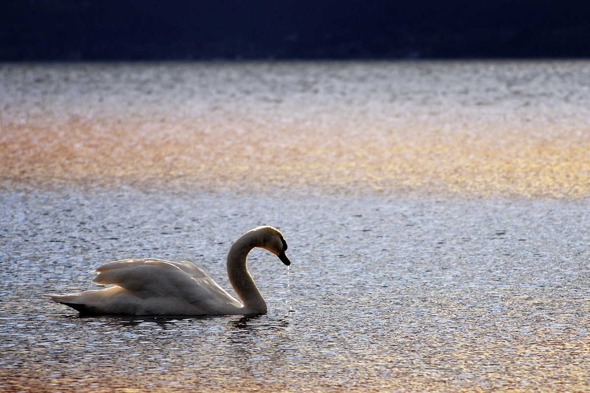 Ultime luci del giorno